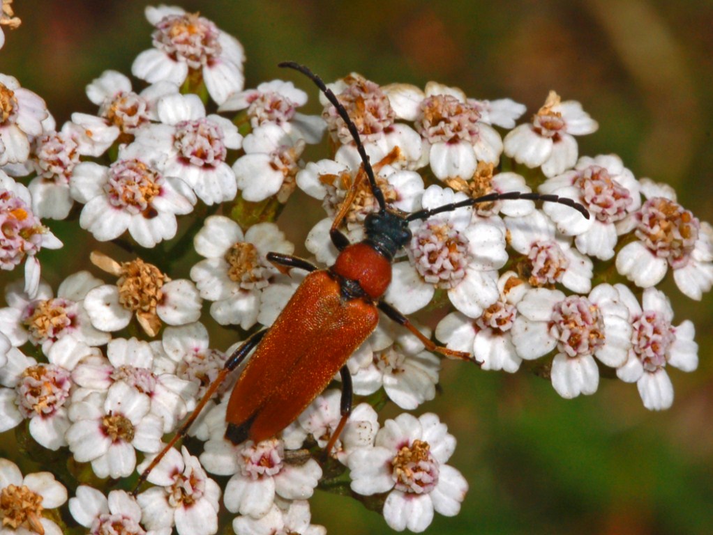 Un bel cerambicide rosso da determinare: Stictoleptura rubra